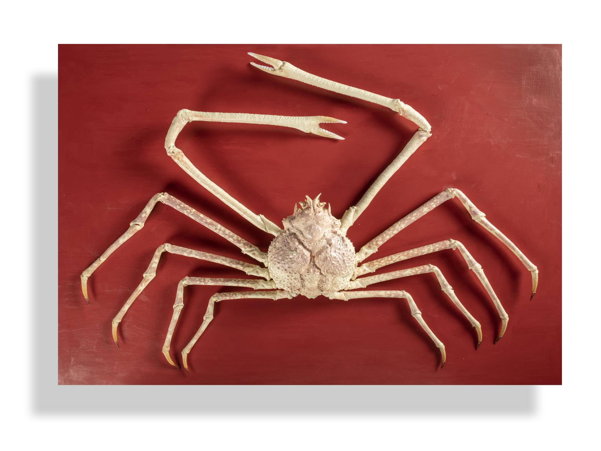 A rare giant Japanese spider crab