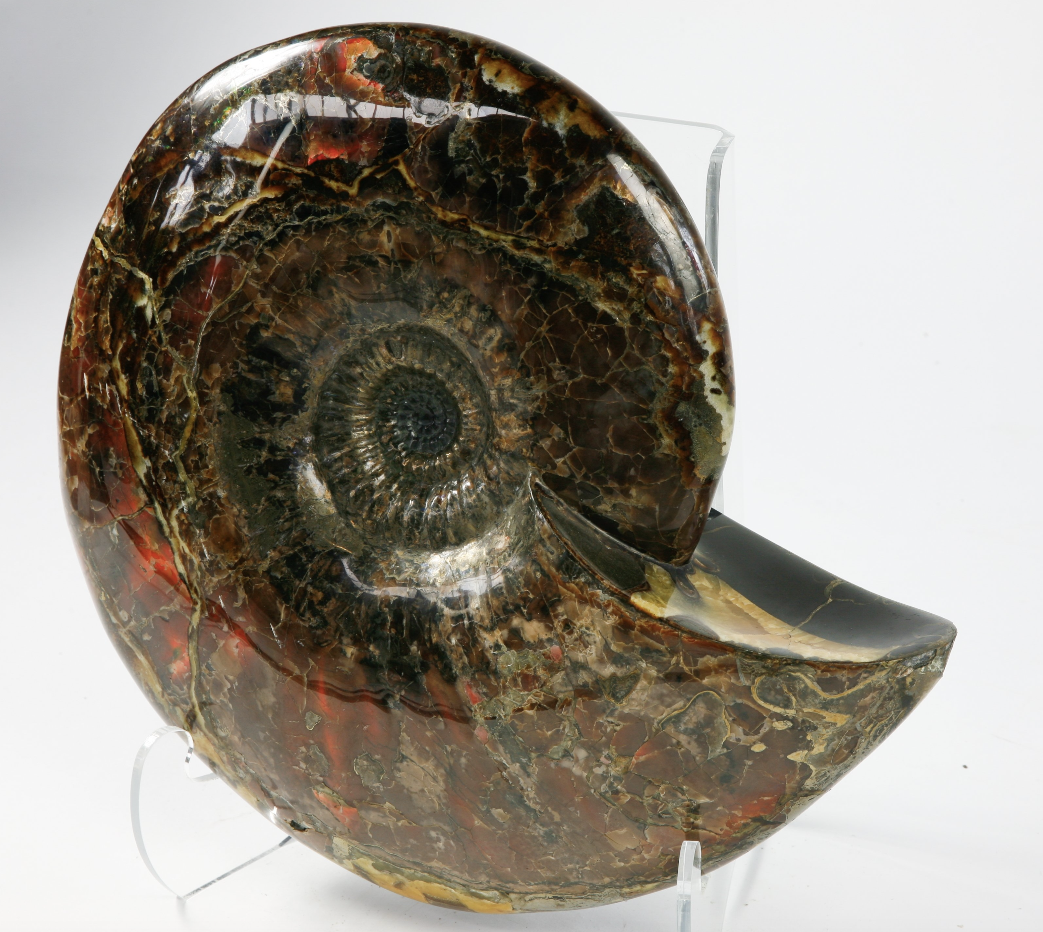 An irridescent ammonite