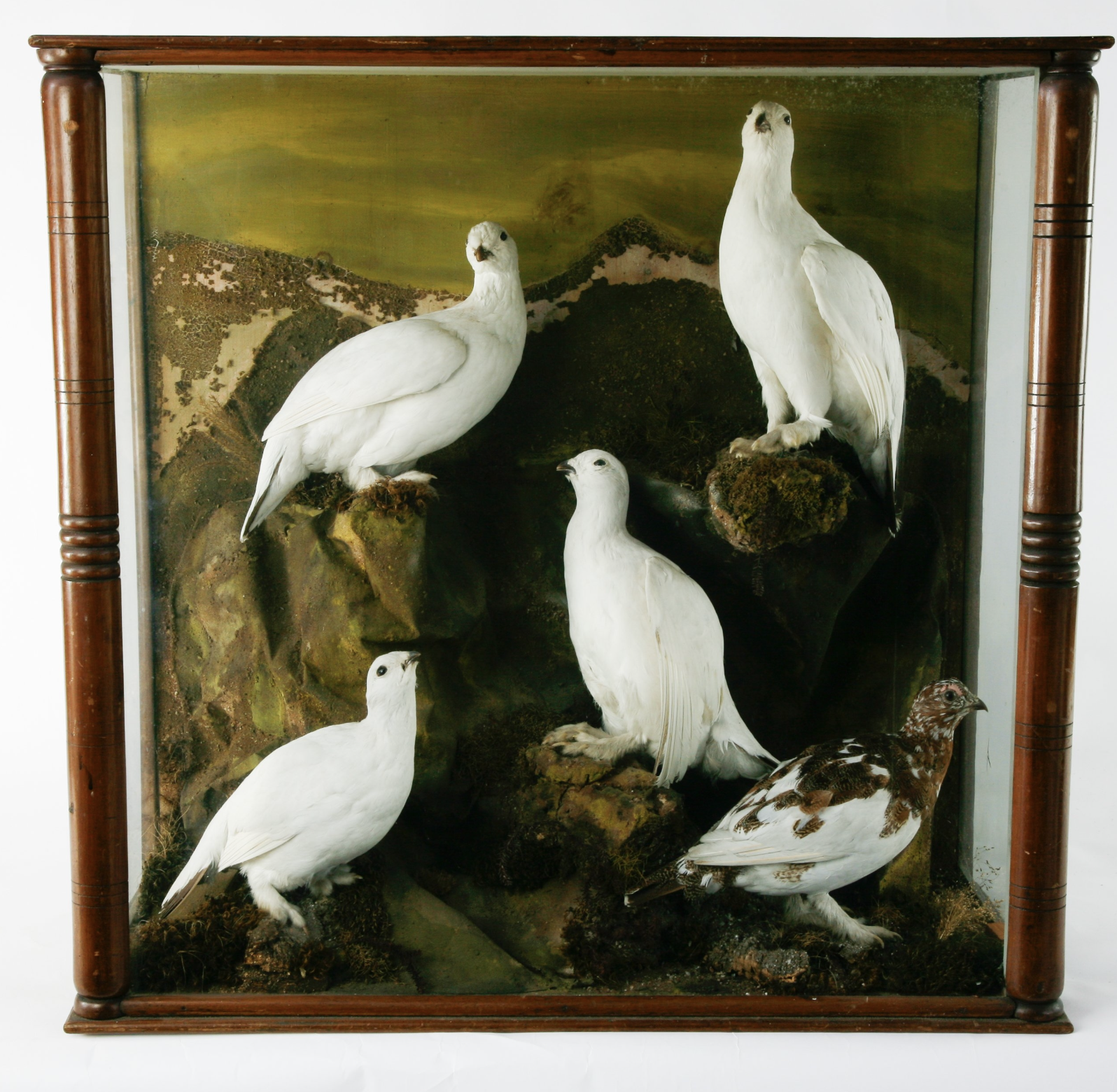 A cased set of Ptarmigan